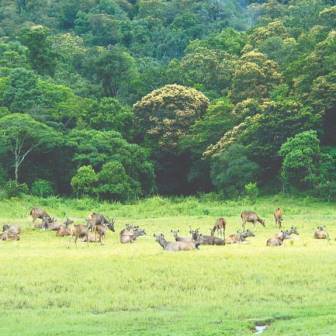 Kerala Wildlife Tour (04 Days)