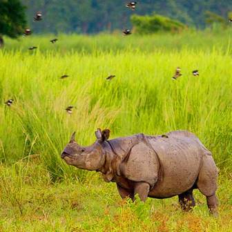 Kaziranga Rhino Safari with Sundarban Tiger