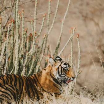 Golden Triangle With Ranthambore