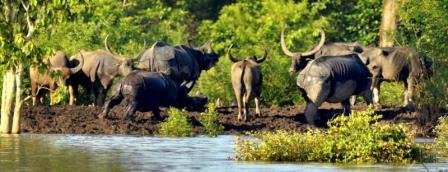 7 Days Kazirange Safari Tour